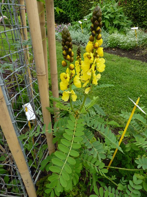 Senna didymobotrya